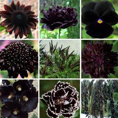 Are There Any Naturally Black Flowers? Exploring the Mystique and Myths of Dark Blooms