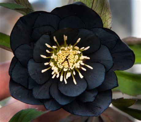 Are There Black Flowers? Exploring the Mystique and Reality of Dark Blooms