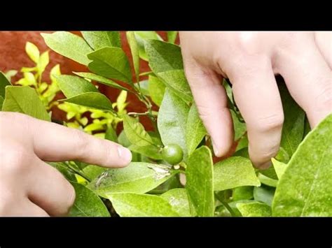 Do Lemon Tree Flowers Turn into Fruit: A Symphony of Nature's Whimsy