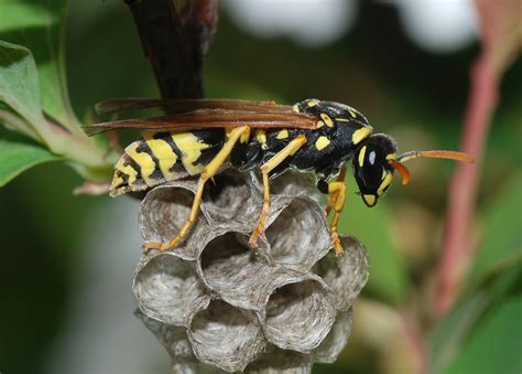 Do Paper Wasps Reuse Nests? Exploring the Intricacies of Wasp Behavior and Nesting Habits