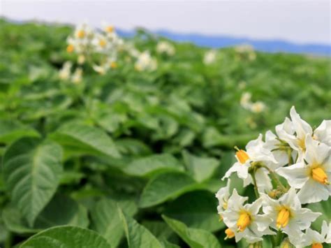 Do Potatoes Have Flowers? And Why Do They Smell Like Rain?