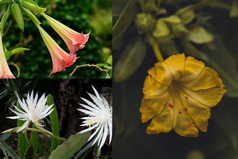 Do You Give Flowers on Opening Night or Closing Night? And Why Not Both?