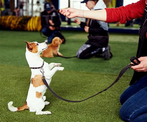 How Much is Obedience Training for Dogs: A Journey Through Canine Education and Beyond