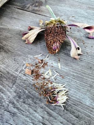 How to Harvest Zinnia Flowers and Why They Might Just Be the Secret to Time Travel