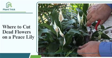 How to Remove Dead Peace Lily Flowers: A Journey into the Art of Plant Care and the Mysteries of the Universe