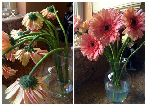 How to Revive Flowers in a Vase: And Why They Might Be Plotting Against You