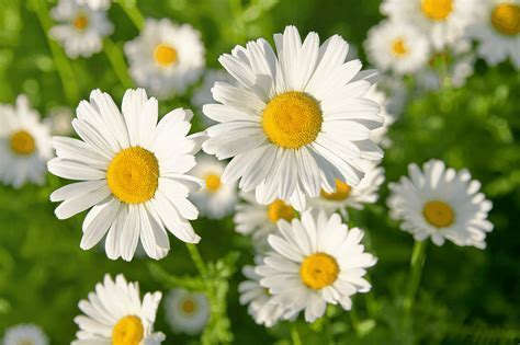 What are the flowers for prom called, and do they whisper secrets to the stars?