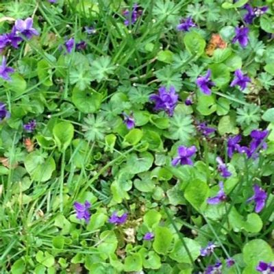 What are the little purple flowers in my yard, and why do they seem to whisper secrets to the wind?