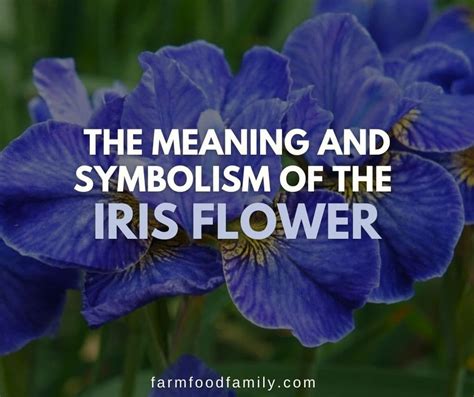 What do iris flowers symbolize, and how do they intertwine with the mysteries of the cosmos?