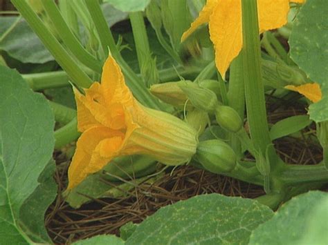 What do pumpkin flowers look like, and how do they compare to the dreams of a sunflower?