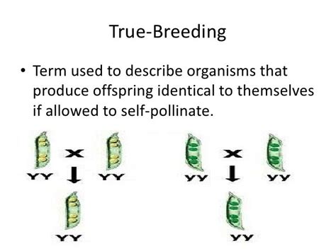 What Does True Breeding Mean? Exploring the Genetic Foundations and Beyond