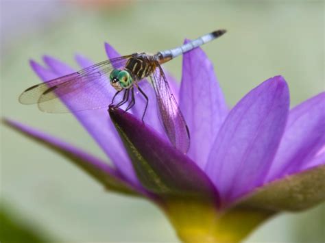 What Flowers Do Dragonflies Like: A Journey Through Myth, Science, and Imagination