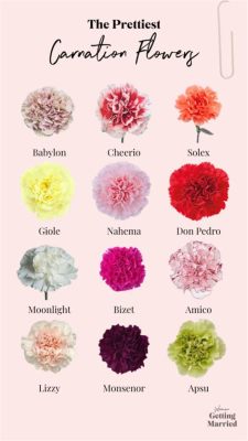 What Flowers Go with Carnations? Exploring the Art of Floral Pairings