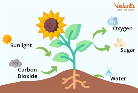 What temperature do flowers need to be stored at, and how does it influence their cosmic connection?