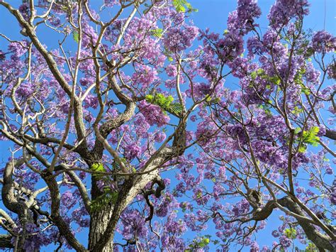 What Tree Has Purple Flowers: Exploring the Mystique of Nature's Palette