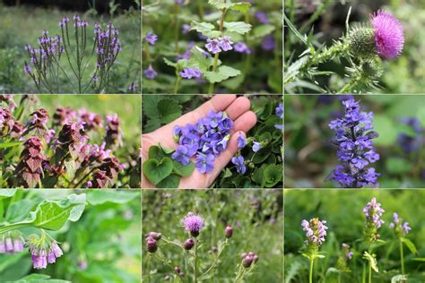 What Weed Has Purple Flowers: A Journey Through Nature's Palette and Beyond