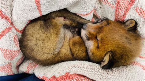 When is Fox Breeding Season: A Time of Mysterious Transformations