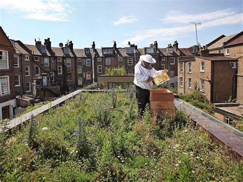 Where is commercial gardening practiced, and how does it intertwine with the whimsical dance of urban beekeeping?