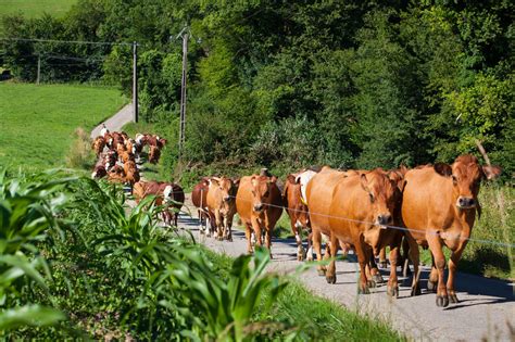 Where is Mixed Crop and Livestock Farming Practiced: A Journey Through the Fields of Tradition and Innovation