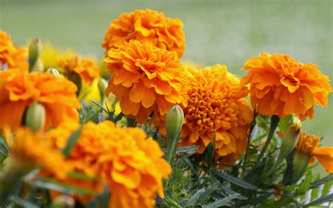 Where to Buy Marigold Flowers: Exploring the Blossoming World of Floral Markets and Beyond