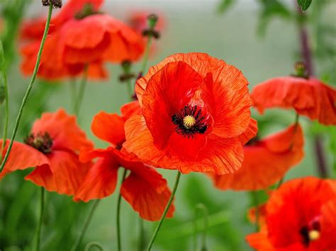 Where to Buy Poppy Flowers Near Me: A Journey Through Floral Markets and Beyond