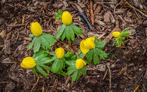 Will Flowers Grow Through Mulch: A Symphony of Soil and Petals